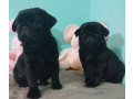 2-female-pug-puppies-in-odenton-md-small-1