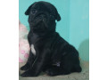 2-female-pug-puppies-in-odenton-md-small-2