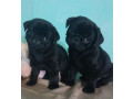 2-female-pug-puppies-in-odenton-md-small-0