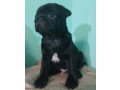 2-female-pug-puppies-in-odenton-md-small-3