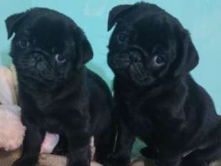 2 FEMALE Pug puppies in Odenton, MD