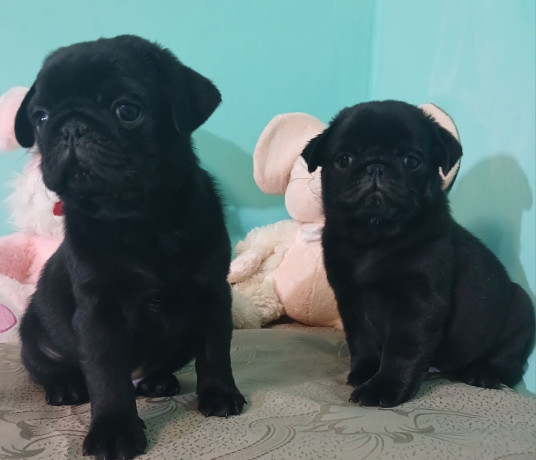 2-female-pug-puppies-in-odenton-md-big-1