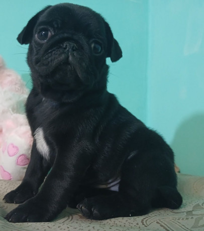 2-female-pug-puppies-in-odenton-md-big-2