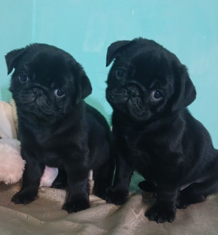 2-female-pug-puppies-in-odenton-md-big-0