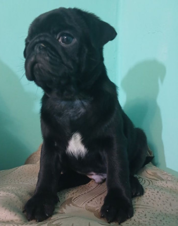 2-female-pug-puppies-in-odenton-md-big-3