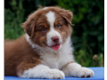 australian-shepherd-puppy-2-months-old-in-detroit-mi-small-2