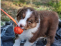 australian-shepherd-puppy-2-months-old-in-detroit-mi-small-1