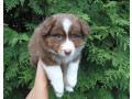 australian-shepherd-puppy-2-months-old-in-detroit-mi-small-0