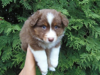 Australian Shepherd puppy, 2 MONTHS OLD in Detroit, MI