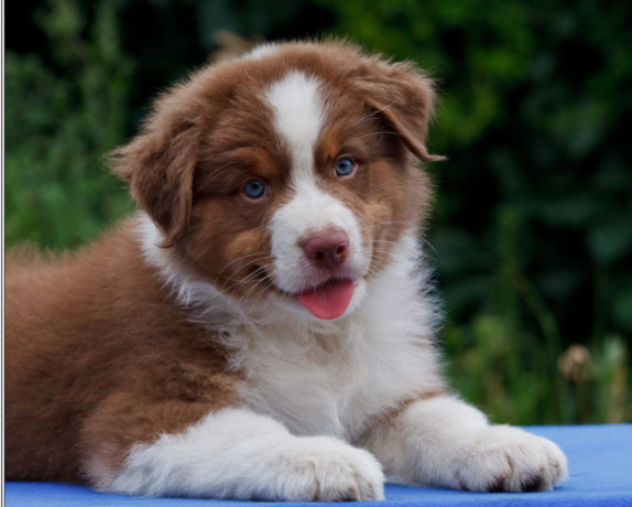 australian-shepherd-puppy-2-months-old-in-detroit-mi-big-2