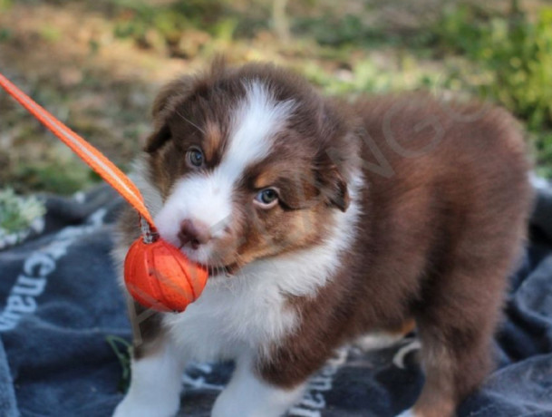 australian-shepherd-puppy-2-months-old-in-detroit-mi-big-1