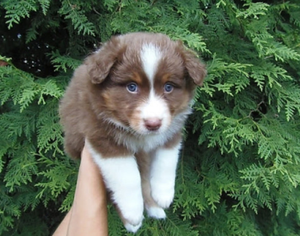 australian-shepherd-puppy-2-months-old-in-detroit-mi-big-0