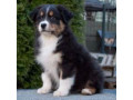 aussie-puppies-males-and-females-in-chicago-il-small-4