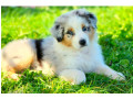 aussie-puppies-males-and-females-in-chicago-il-small-2