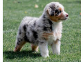 aussie-puppies-males-and-females-in-chicago-il-small-3