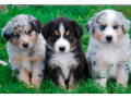 aussie-puppies-males-and-females-in-chicago-il-small-1