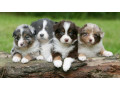 aussie-puppies-males-and-females-in-chicago-il-small-0