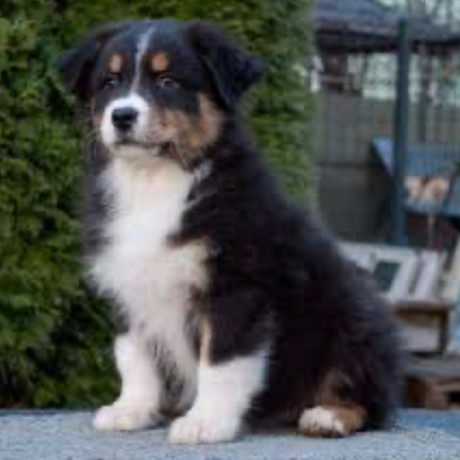 aussie-puppies-males-and-females-in-chicago-il-big-4