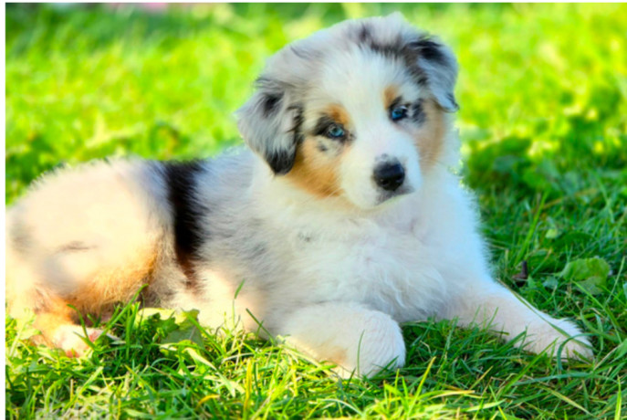 aussie-puppies-males-and-females-in-chicago-il-big-2