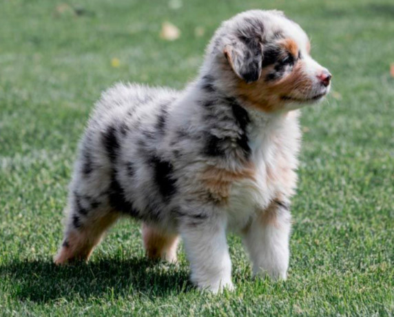 aussie-puppies-males-and-females-in-chicago-il-big-3