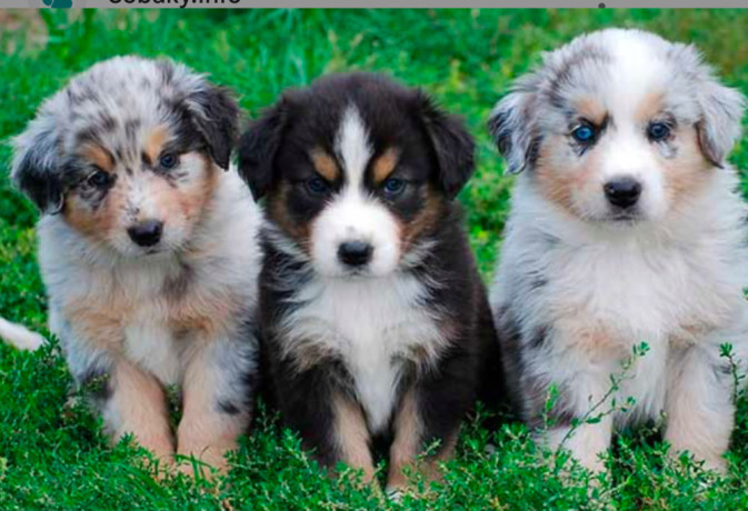 aussie-puppies-males-and-females-in-chicago-il-big-1