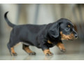 dachshund-puppy-girl-in-detroit-mi-small-3