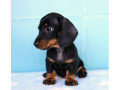 dachshund-puppy-girl-in-detroit-mi-small-1