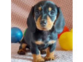 dachshund-puppy-girl-in-detroit-mi-small-4