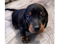 dachshund-puppy-girl-in-detroit-mi-small-2