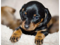 dachshund-puppy-girl-in-detroit-mi-small-0