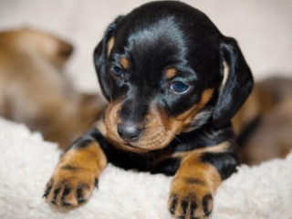 Dachshund Puppy, Girl in Detroit, MI