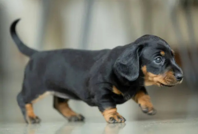 dachshund-puppy-girl-in-detroit-mi-big-3