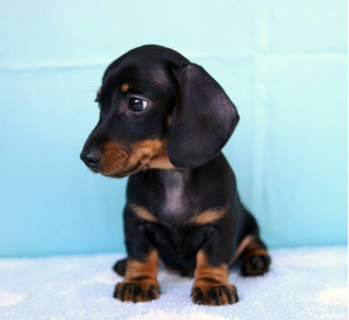 dachshund-puppy-girl-in-detroit-mi-big-1