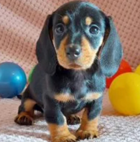 dachshund-puppy-girl-in-detroit-mi-big-4