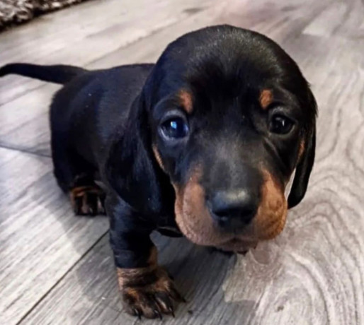 dachshund-puppy-girl-in-detroit-mi-big-2