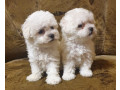 bichon-frise-puppies-2-boys-ready-for-sale-in-fontana-ca-small-1