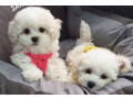 bichon-frise-puppies-2-boys-ready-for-sale-in-fontana-ca-small-0