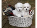 bichon-frise-puppies-2-boys-ready-for-sale-in-fontana-ca-small-4