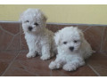 bichon-frise-puppies-2-boys-ready-for-sale-in-fontana-ca-small-3