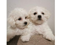 bichon-frise-puppies-2-boys-ready-for-sale-in-fontana-ca-small-2