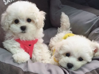 Bichon Frise Puppies, 2 Boys Ready for Sale in Fontana, CA