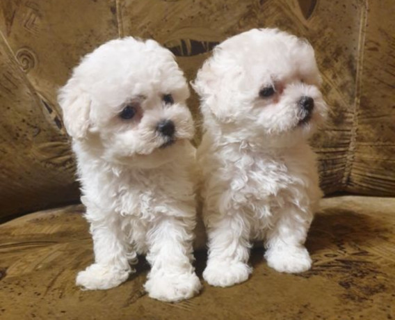 bichon-frise-puppies-2-boys-ready-for-sale-in-fontana-ca-big-1