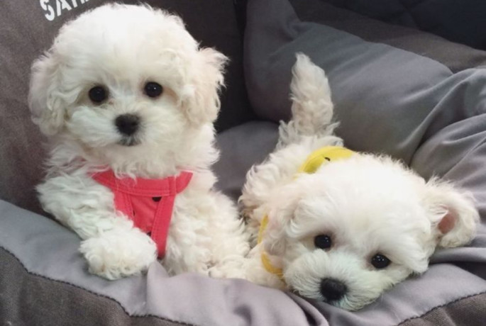 bichon-frise-puppies-2-boys-ready-for-sale-in-fontana-ca-big-0