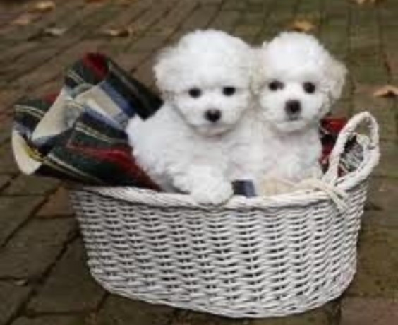 bichon-frise-puppies-2-boys-ready-for-sale-in-fontana-ca-big-4