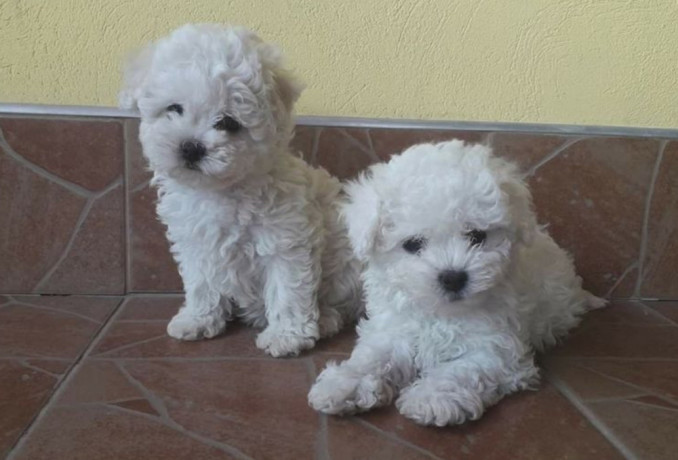 bichon-frise-puppies-2-boys-ready-for-sale-in-fontana-ca-big-3