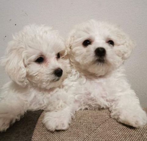 bichon-frise-puppies-2-boys-ready-for-sale-in-fontana-ca-big-2