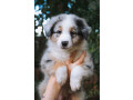 australian-shepherd-3-months-old-in-lima-oh-small-2