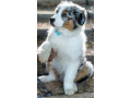 australian-shepherd-3-months-old-in-lima-oh-small-1