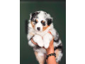 australian-shepherd-3-months-old-in-lima-oh-small-0