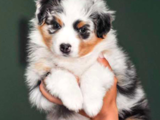 Australian Shepherd, 3 Months Old in Lima, OH